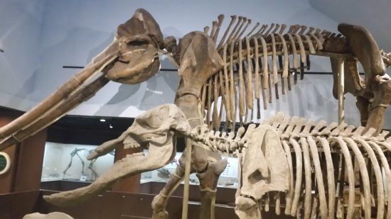 Paleozoological Museum of China